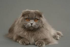 Scottish Fold Ozellikleri Ve Bakimi Pet Ihtiyac Blog