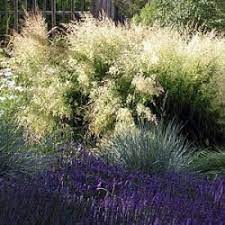 Cenený je pre svoje žltohnedé lesklé kvetenstvá. Deschampsia Cespitosa Bronzeschleier Garden Flowers Perennials Dream Garden Landscaping Plants