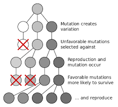File Mutation And Selection Diagram Svg Wikimedia Commons
