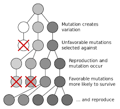 file mutation and selection diagram svg wikimedia commons