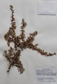Image result for Polystachya tridentata