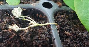 Image result for tomato seedling damping off