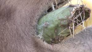And as a bonus, this quote from the once living actor marlon brando possibly even die as a result. Camels Vs Cactus Eating A Prickly Pear Cactus With 6 Inch Needles The Kid Should See This