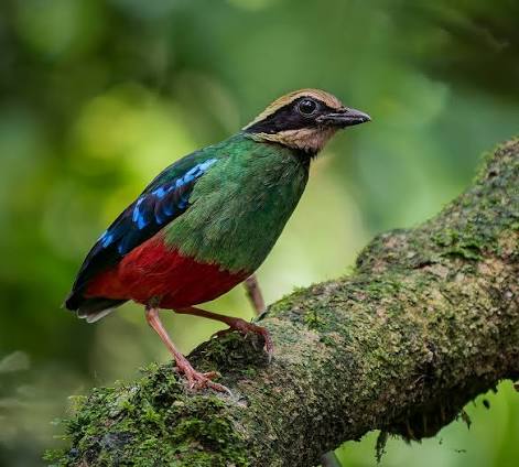 One of Africa's most sought-after and elusive birds, the beautiful and shy  Green-breasted Pitta (Pitta reichenowi) has a patchy distribution in  central Africa with SW Uganda as its eastern limit. I first