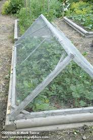 We did not find results for: Wire Mesh Cover Over Strawberries In Raised Bed Vegetable Garden Fragaria Cv Reid Christina Diy Raised Garden Home Vegetable Garden Raised Garden Beds Diy