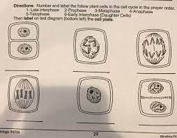 12) cells a and f show an early and late stage of the same phase of mitosis. Directions Number And Label The Follow Plant Cells Chegg Com