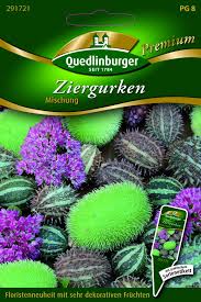 Image result for Cucumis hirsutus