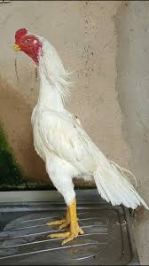 Pin De Mtn Em Horoz Modelleme Em 2020 Galos Indios Aves Selvagens Animais
