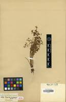 Image result for Pycreus gracillimus