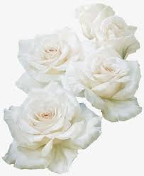 We did not find results for: White Flowers Rose Png Transparent Clipart Image And Psd File For Free Download Photoshop Flowers Transparent Flowers Rose Png