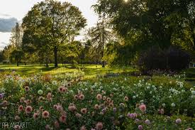 Dahlienfeuer Im Britzer Garten Pflanzart