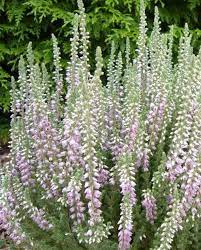 Scots Heather Silver Knight Calluna Vulgaris 24 Tall Blooms In July September Heather Plant Rock Garden Plants Showy Flowers