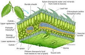 Specialized cells known as guard cells surround stomata and function to open and close stomatal pores. Leaf Structure Photo Leaf Structure Botany Plant Science
