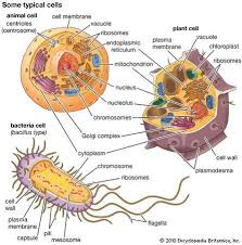 C) dna is present in both archaea cells and bacteria cells. Cell Definition Types Functions Diagram Division Theory Facts Plant And Animal Cells Animal Cell Cell Biology Notes