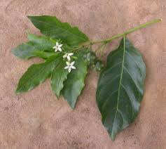 Image result for Morinda lucida