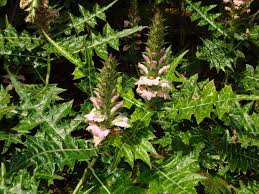 Image result for Acanthus montanus