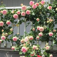 Eden Climber Climbing Roses Trellis Rose Garden Design Heirloom Roses
