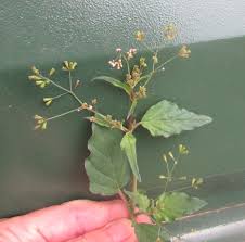 Image result for Boerhavia erecta