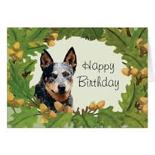 Australian Cattle Dog Happy Birthday Card Cattle Dog Australian Cattle Dog Dog Birthday