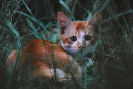 Kumpulan gambar kucing paling lucu dan imut kumpulan gambar atau foto kucing paling lucu, imut dan menggemaskan. 15 Keping Koleksi Gambar Kucing Comel