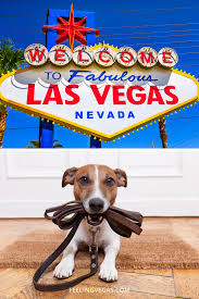 Pin On Vegas Travel Tips