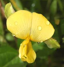 Image result for Vigna luteola