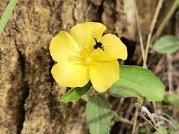 Image result for Melhania acuminata