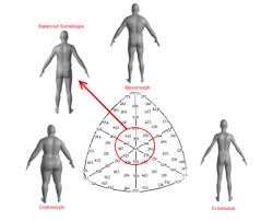 Somatotype Personality Type The Ultimate Tool For Self