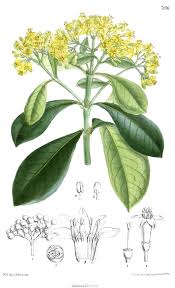 Image result for Psychotria bugoyensis