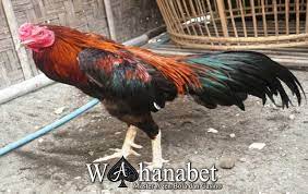 Pin Di Ayam
