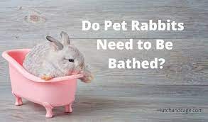 Use a second wipe to ensure complete cleanliness. Do Pet Rabbits Need Bathing Should You Bathe Them Hutch And Cage