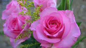 Wallpaper desktop background full screen hd | hd wallpapers range. Flowers Wallpapers Desktop Backgrounds Full Screen Wallpaper Cave