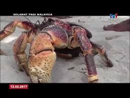Kali ini kita akan lihat apa saja dampak dari harta haram. Spm Bingkisan Sabah Ketam Kelapa 12 Feb 2017 Youtube