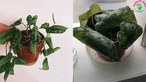 Check spelling or type a new query. Why Are My Satin Pothos Scindapsus Leaves Curling And How To Fix Garden For Indoor