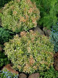 Image result for Pieris japonský obrázek