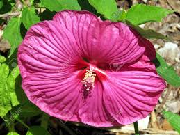 First hawaiian bank does not provide tax or legal advice. Hibiscus Flower In Garden On Bank Of The Lake Ontario In Toronto Canada Stock Photo Picture And Royalty Free Image Image 62862750