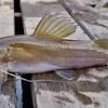 Ikan bantak merupakan salah satu jenis ikan air tawar yang hidup di perairan pulau belitung. 3