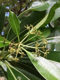 Image result for Rauvolfia afra