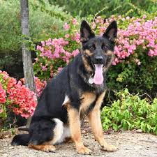 Maybe you would like to learn more about one of these? Dog For Adoption Carly A German Shepherd Dog In San Diego Ca Petfinder