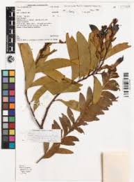 Image result for Meiosperma