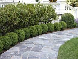 Before placing any shrub in the landscape, you should first consider the overall height and width of the shrub once it reaches maturity. Planting Ideas Garden Design
