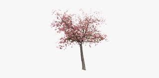 Similar with cherry blossom png transparent. Cashadvance6online Com Selected Eu 35 Cherry Blossom Tree Png Image Transparent Png Free Download On Seekpng