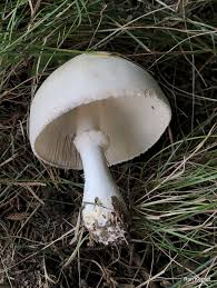 Leucoagaricus leucothites at Indiana Mushrooms