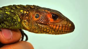 We did not find results for: Baby Caiman Lizards For Sale Youtube