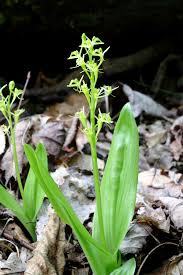 Image result for Liparis tridens