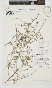 Image result for Otholobium foliosum
