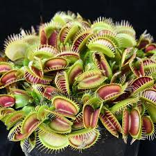 Pin By Brian Coyle On Flora Carnivorous Plants Plants Trees To Plant