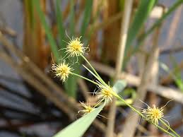 Image result for Rhynchospora holoschoenoides