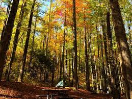 Visit this webpage to find out all the great amenities we have to offer! Cosby Campground Great Smoky Mountains National Park Recreation Gov