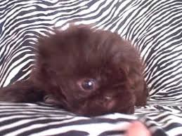 Super marcos kennel liver shih tzu giving birth to 4 puppies dobie shih tzu puppies #supermarcos #dogvlogger #shihtzugivingbirth. Tiny Imperial Chocolate Shih Tzu Puppy Youtube